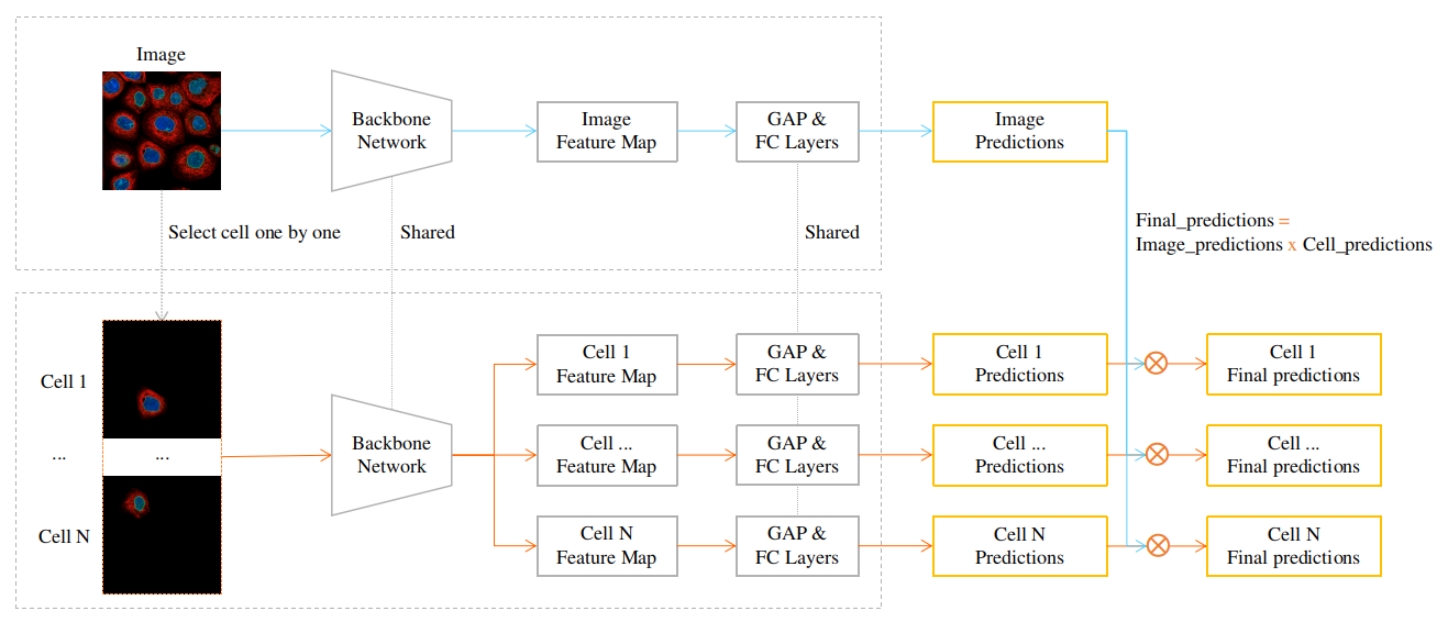 FCAN inference